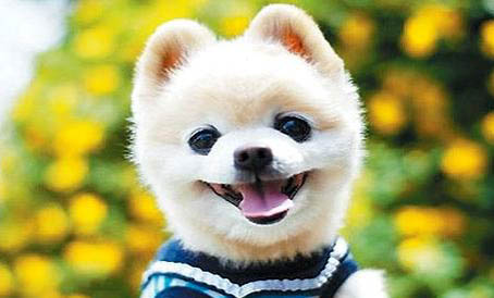 俊介犬长大后的样子