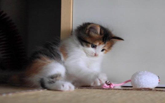 小猫咪能洗澡吗