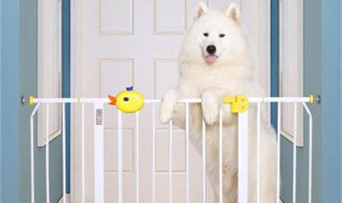 棉花面纱犬哪里有卖