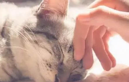 请问猫咪呕吐的原因及处理方法?
