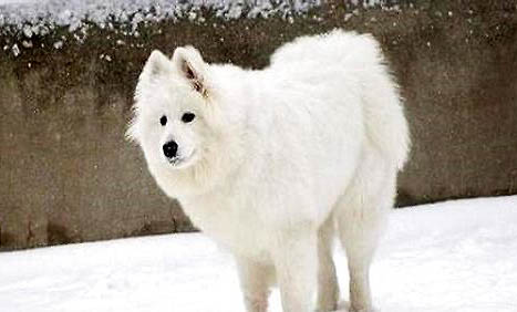 买狗狗去哪里买比较好