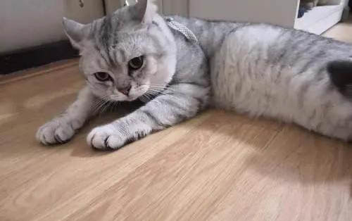 晚上叫的猫是公猫还是母猫