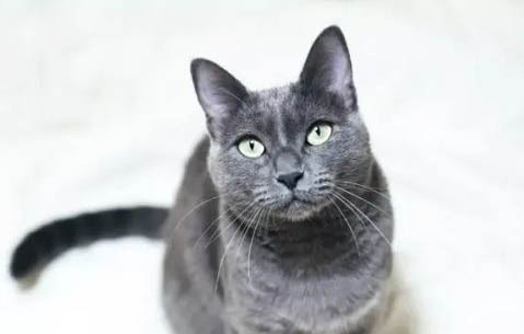 捡到一只蓝猫该怎么养