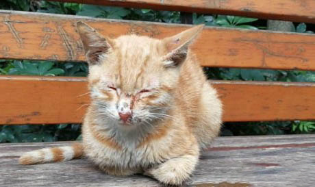 猫拉屎有血还吐是什么原因
