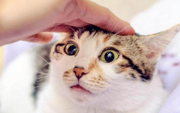 小猫拉稀怎么办