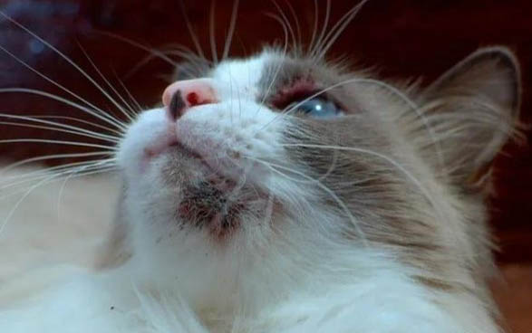 猫咪驱虫后多久可以打疫苗？