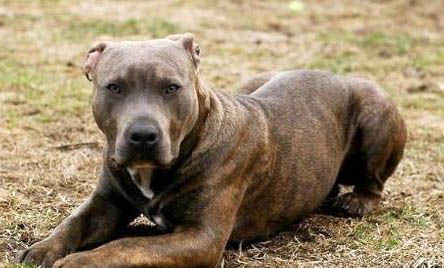如何让比特犬更凶