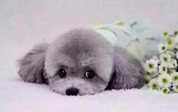 贵宾犬的训练方法