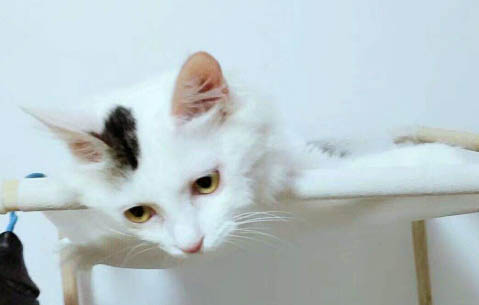 猫咪感冒了会出现什么症状表现