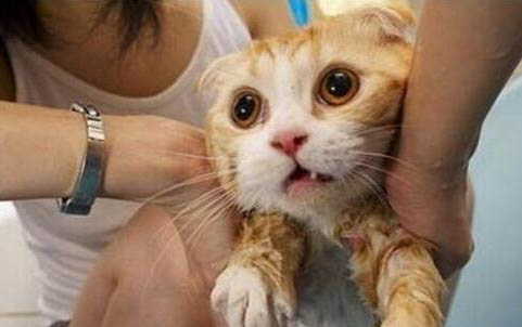 嘴唇被猫抓破了怎么办?