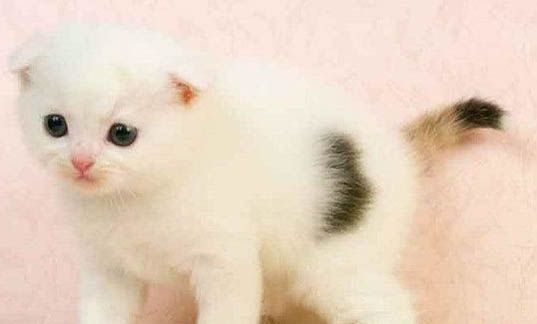 折耳蓝白猫两个月能活多久