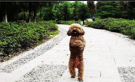 贵宾犬冠状病毒愈后注意事项