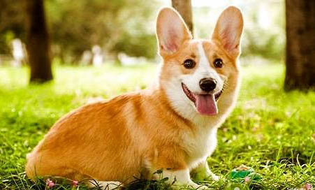威尔士柯基犬的优点是什么