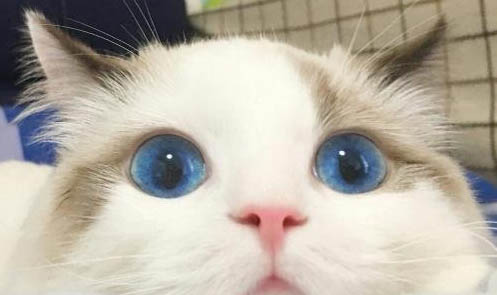 猫咪老是吐黄水,该怎么办?