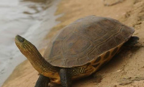 花龟和珍珠龟有什么区别