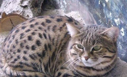 猫咪托运需要多少钱