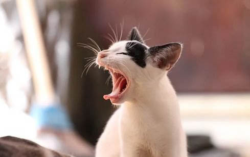 猫咪舌头受伤该怎么照顾
