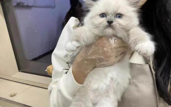 跟猫咪一起睡觉的危害