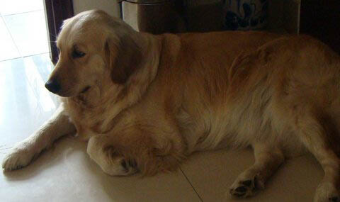 金毛犬的缺点