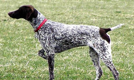 围绕波音达猎犬呕吐不吃东西的原因及处理方法