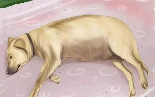 狗狗为什么不打理毛呢