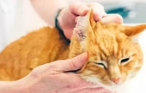 猫猫一直咕咕叫是怎么了