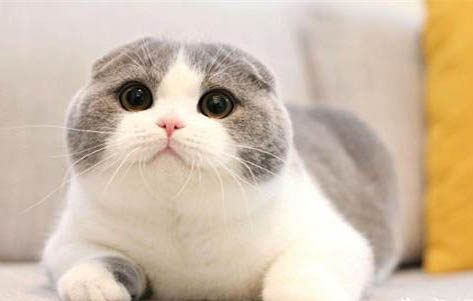猫的尿血能自愈么