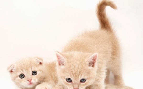 小猫可以洗澡么