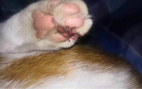 猫咪发抖是什么原因