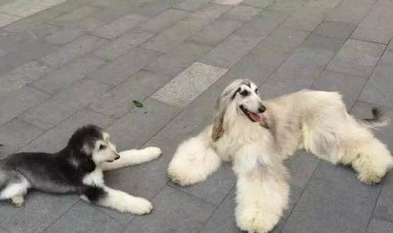阿富汗猎犬价格 阿富汗猎犬多少钱一只