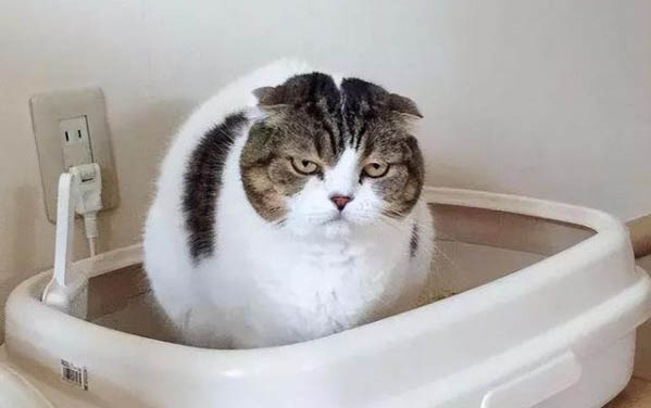 小猫能不能喝婴儿奶粉