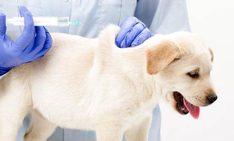 狗狗打疫苗大概多少钱