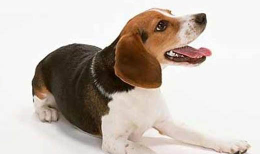 母犬下崽前多久下奶