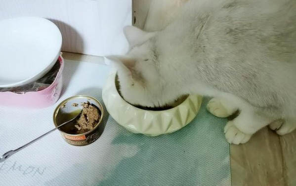 猫咪不吃饭多久喂一次葡萄糖