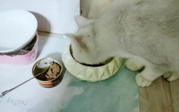 猫咪不吃化毛膏了怎么办