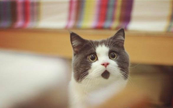 猫咪的内驱虫药怎么用?