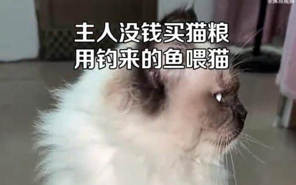 猫咪有毛病能吃生鱼吗