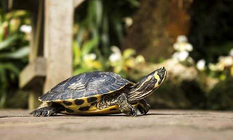 小乌龟得肺炎还能活多久？