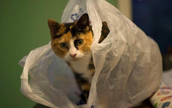 刚出生的小猫怎么护理