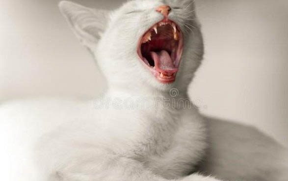 请问猫咪呕吐的原因及处理方法?