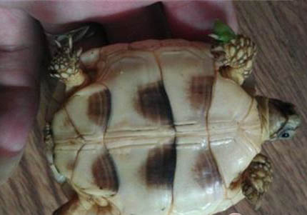 缅甸陆龟好养吗