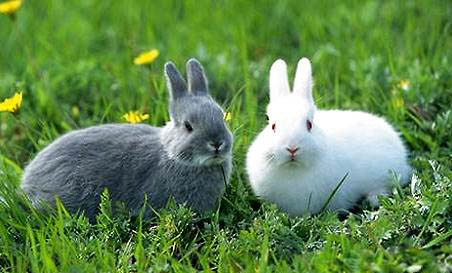 兔子养在外面会冻死吗？