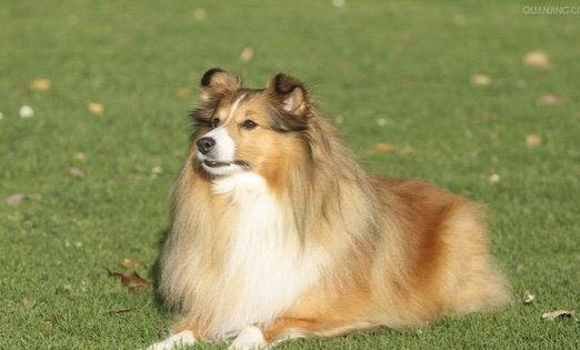 狗狗怀孕几个月