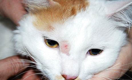 怎么让猫咪变听话