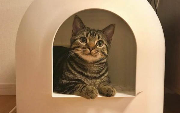 猫咪得了猫癣可以洗澡吗