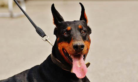 杜宾犬可以长到多大?