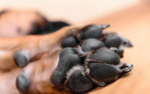 犬瘟一般多久死亡