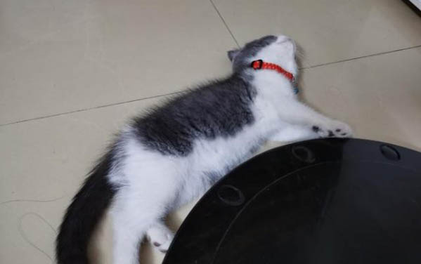 猫咪好几天不拉屎了怎么办
