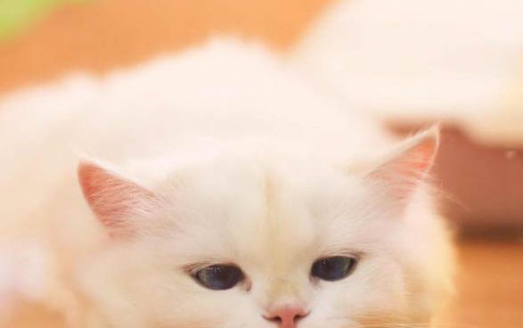 猫咪乱拉乱尿怎么纠正