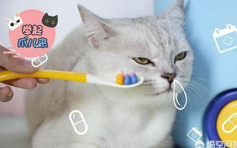 小猫需要磨牙棒吗